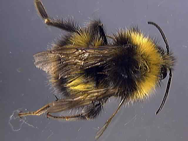 Bombus pratorum